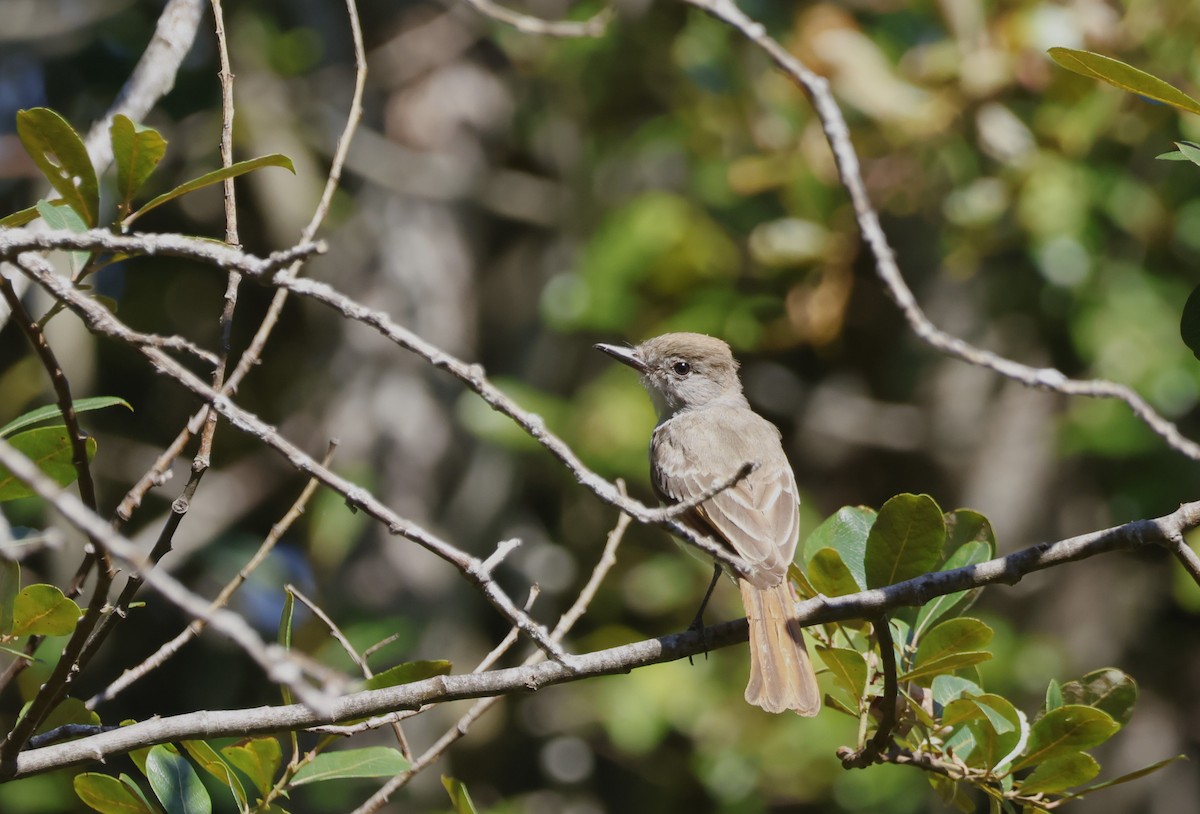 Ash-throated Flycatcher - ML647204600