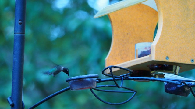 Ruby-throated Hummingbird - ML647204601