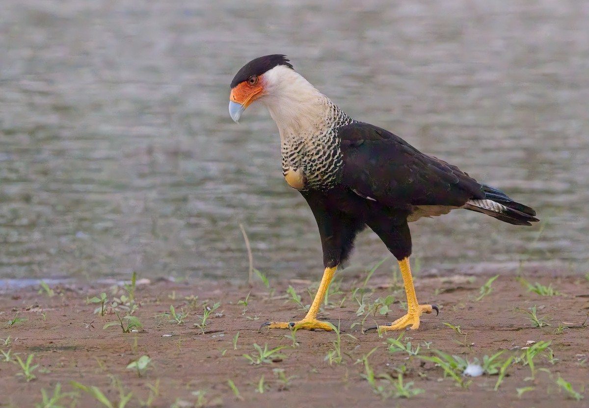 Crested Caracara - ML647204602