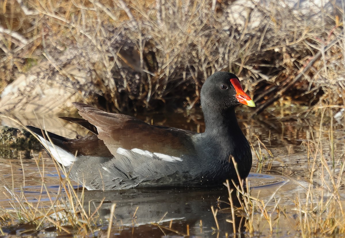 Common Gallinule - ML647204603