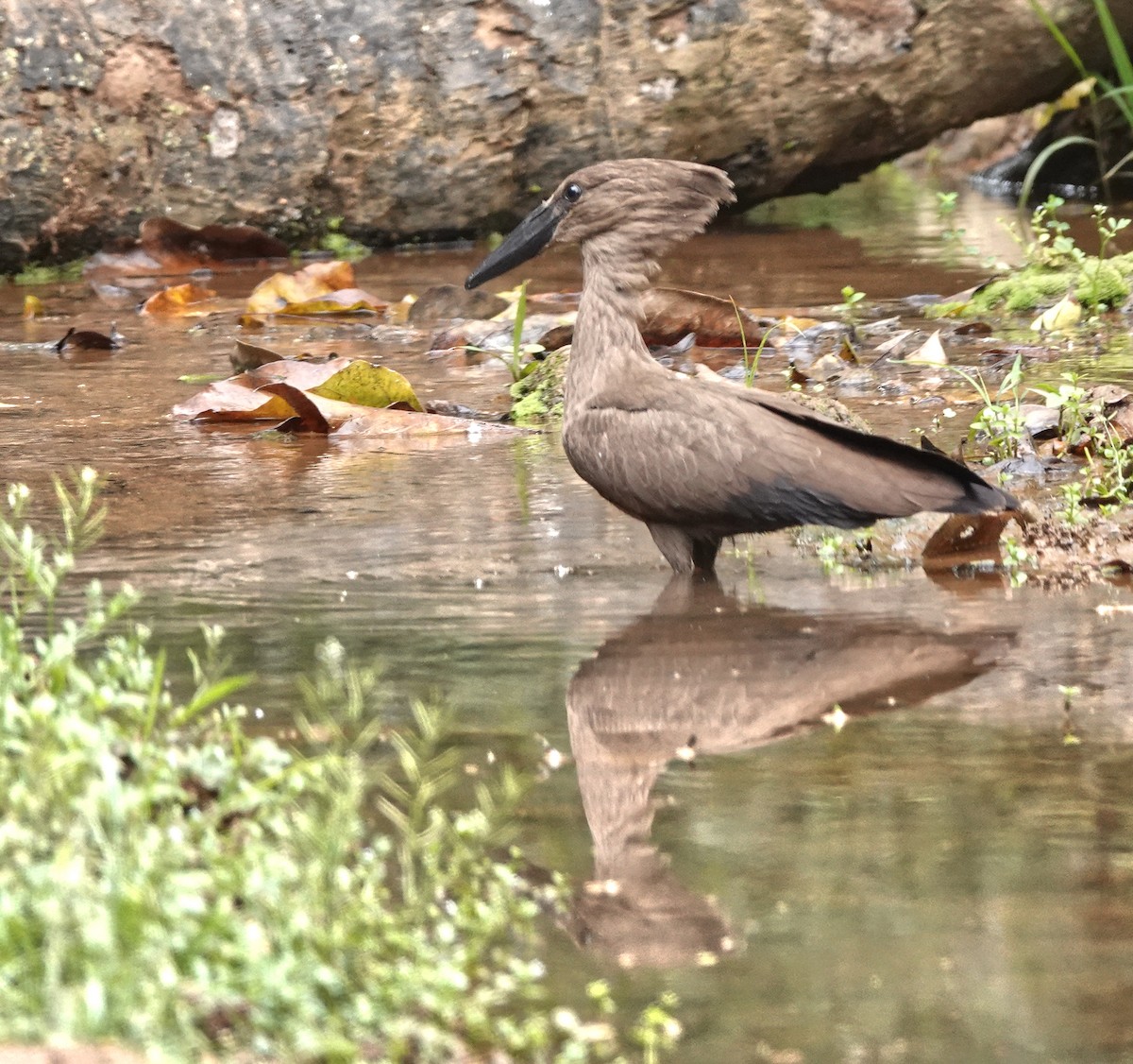 Hamerkop - ML647204605