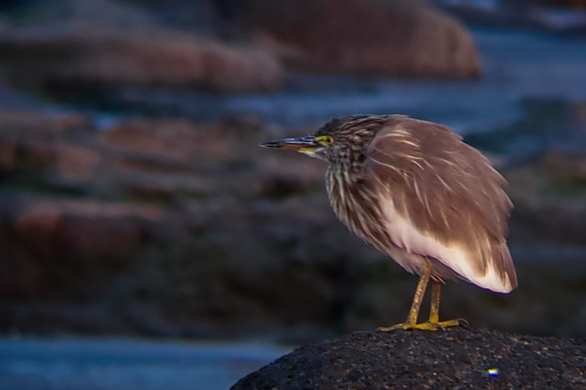 Indian Pond-Heron - ML647204606