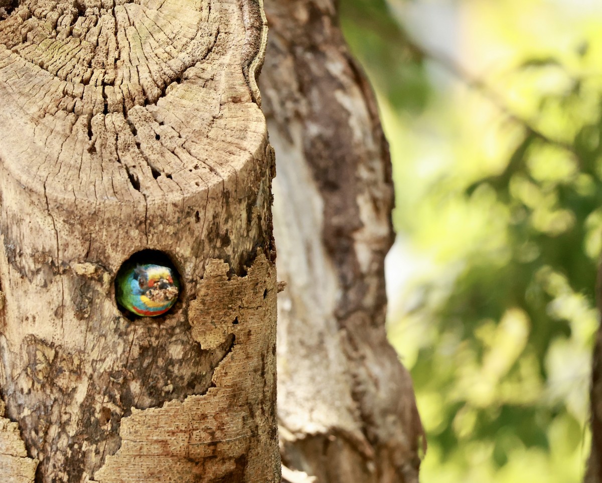 Taiwan Barbet - ML647204607