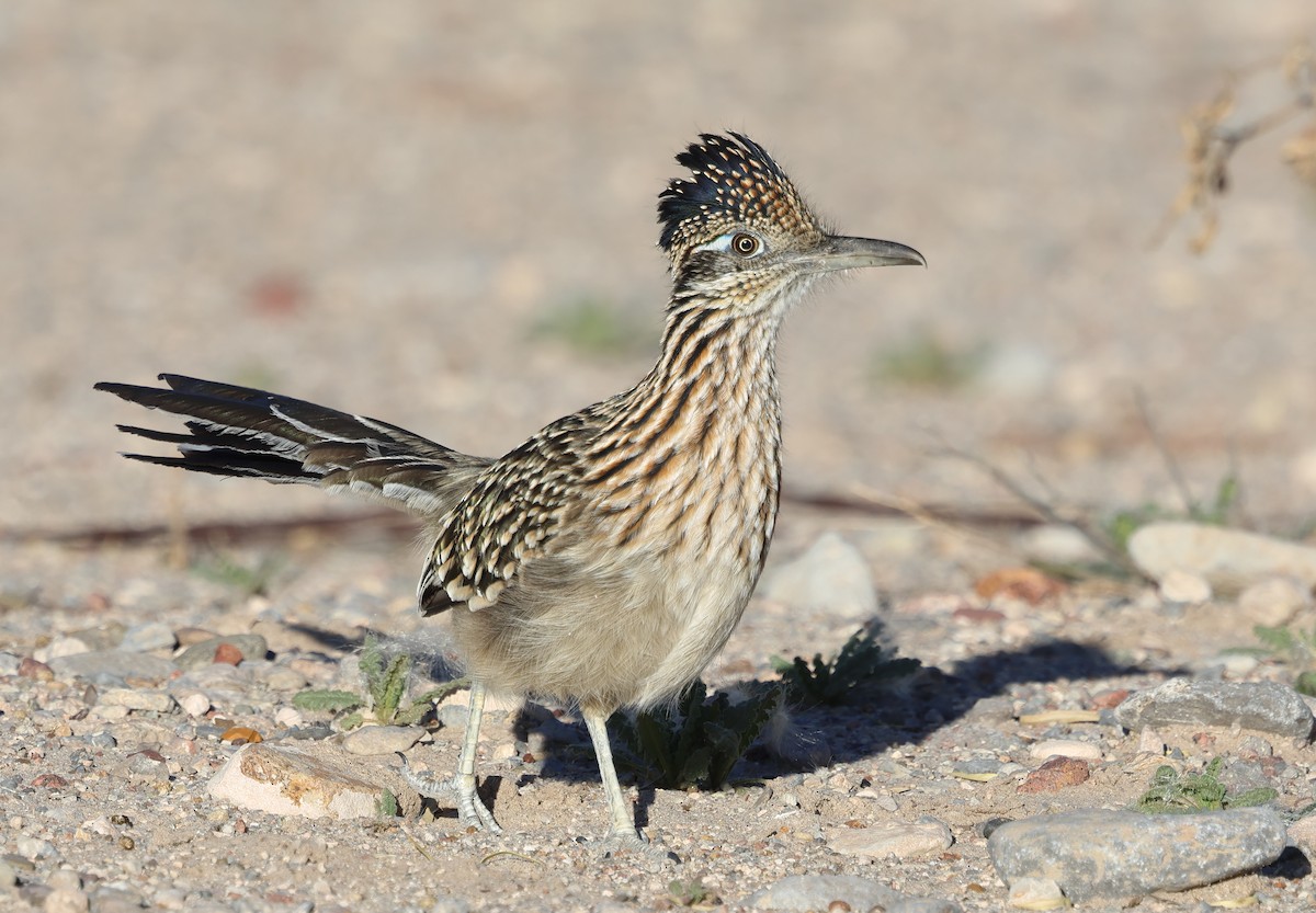 Greater Roadrunner - ML647204609