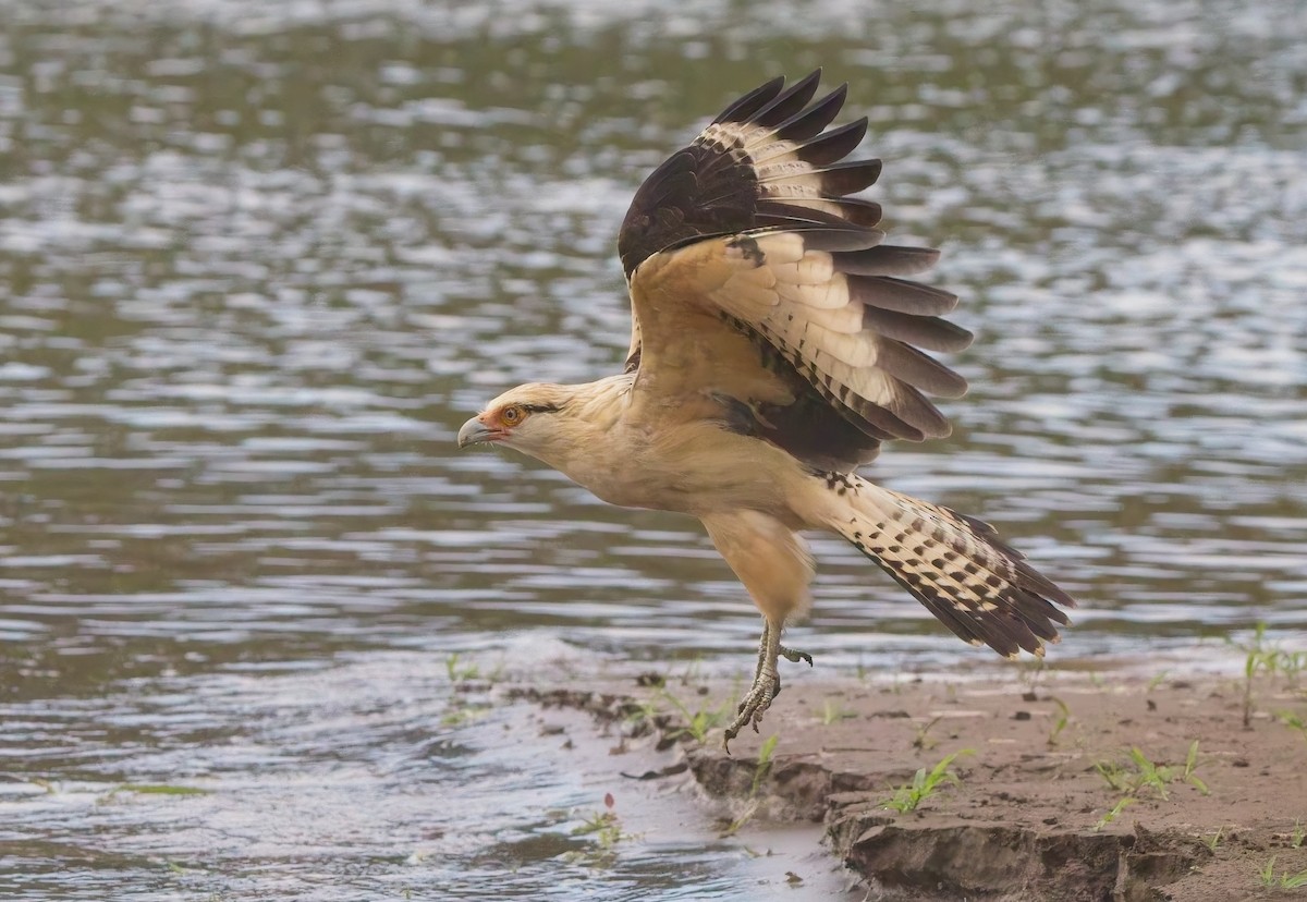 Yellow-headed Caracara - ML647204610