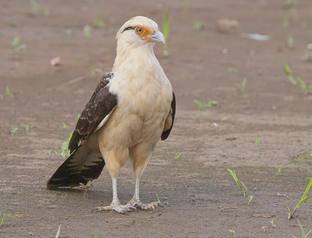 Yellow-headed Caracara - ML647204611