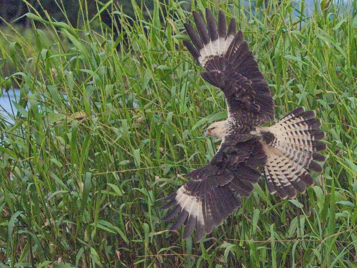 Yellow-headed Caracara - ML647204613