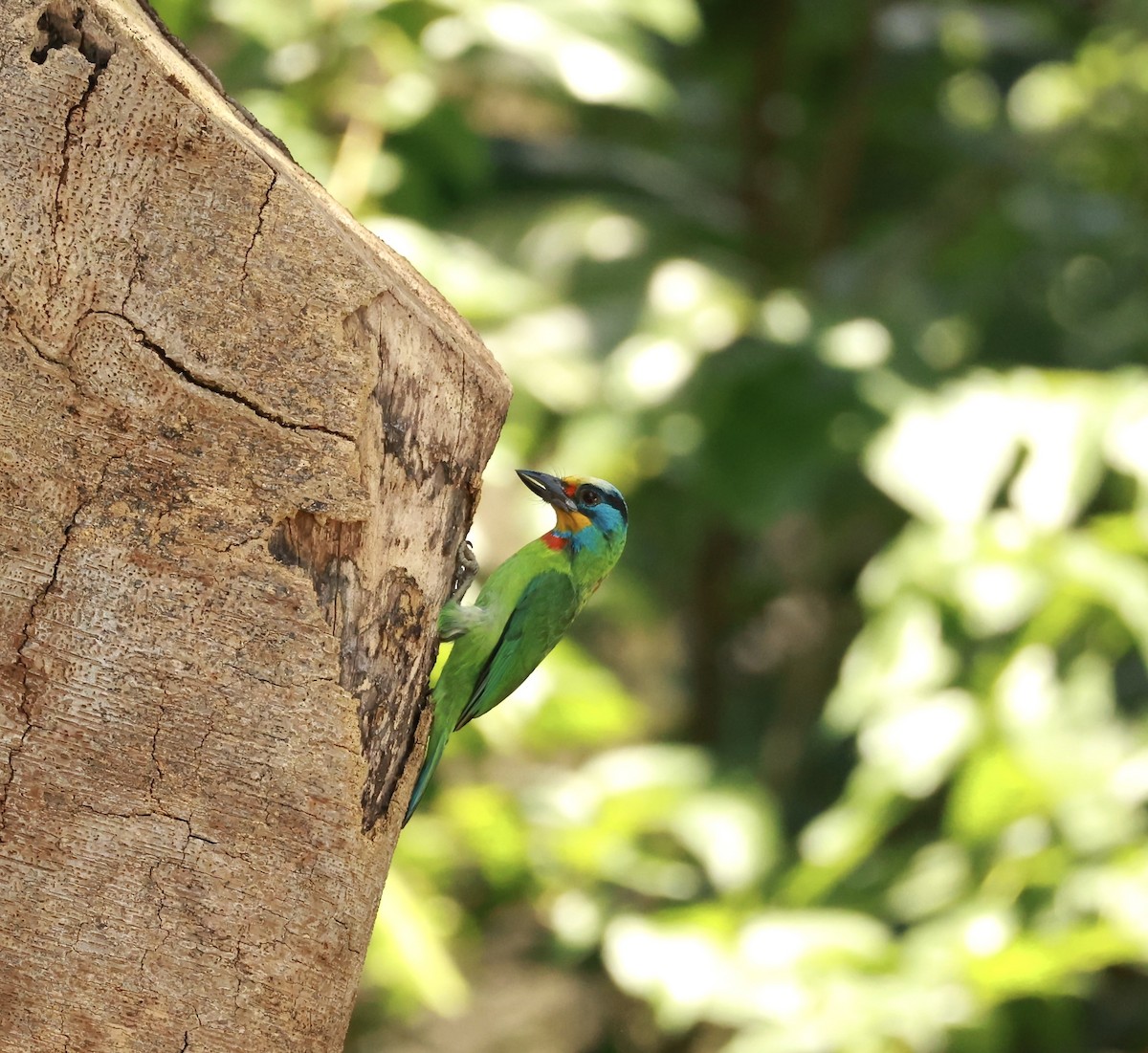 Taiwan Barbet - ML647204614