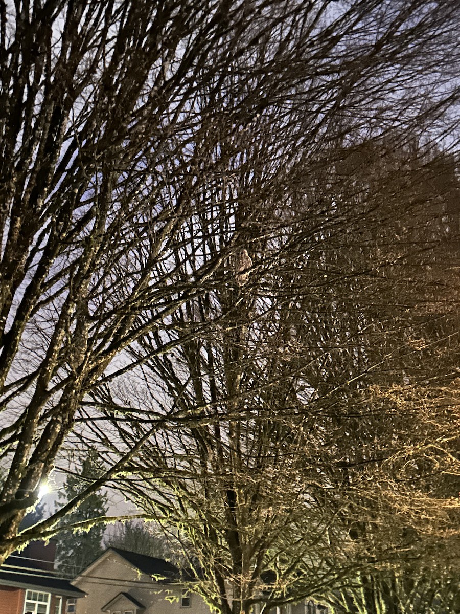 Barred Owl - ML647204615