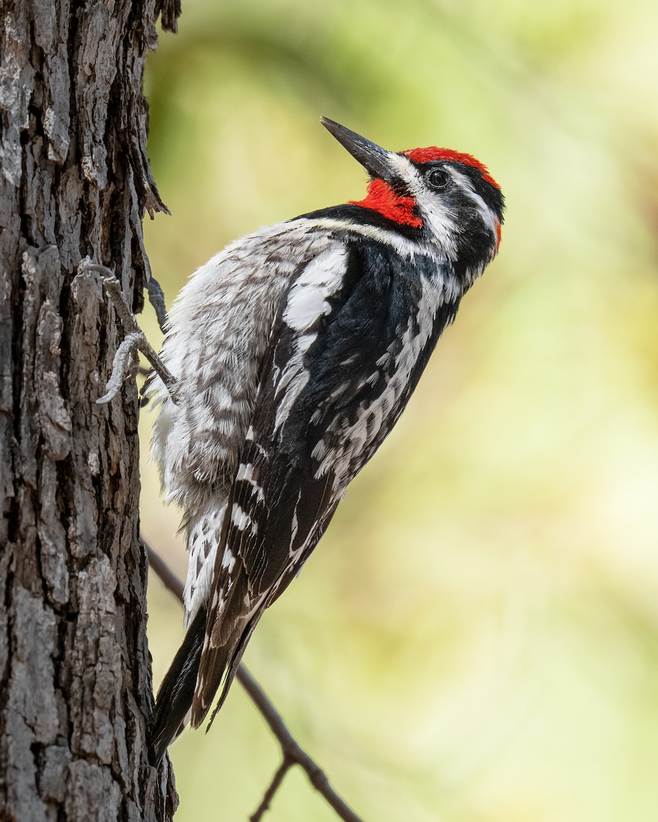 Red-naped Sapsucker - ML647204616
