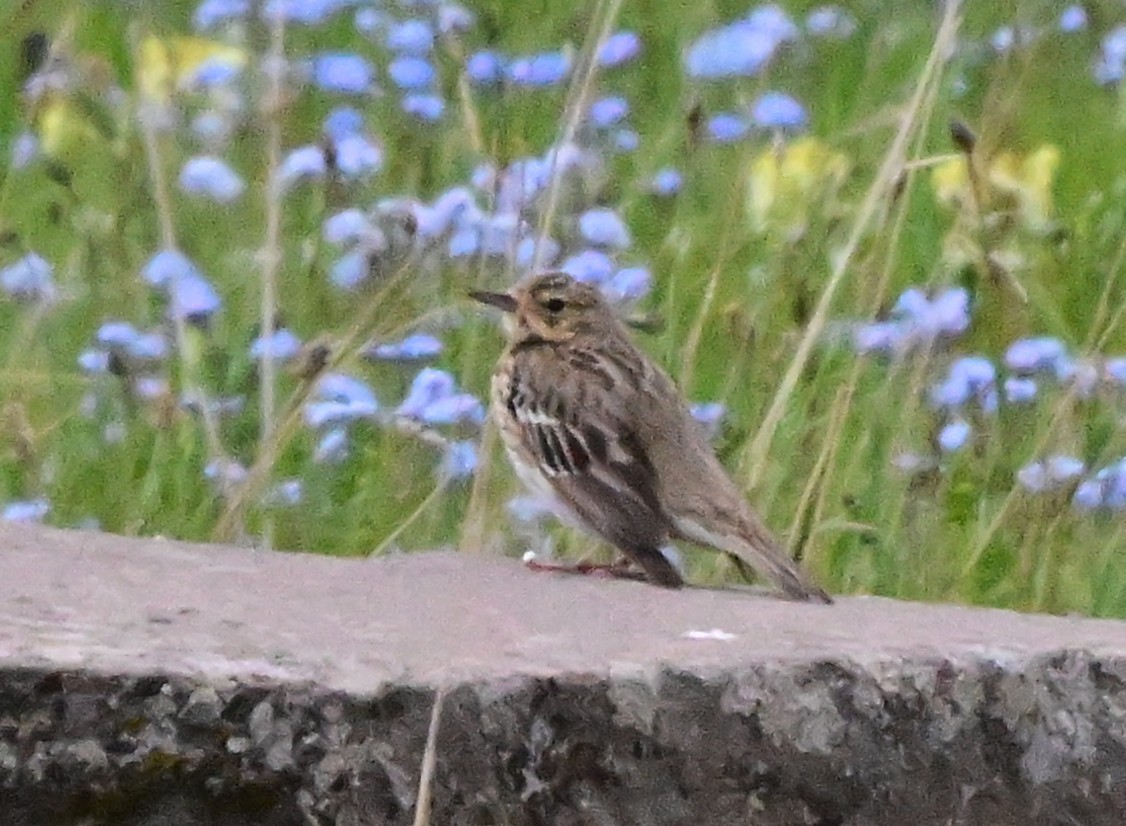 Tawny Pipit - ML647204617