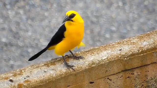 Oriole Blackbird - ML647204619