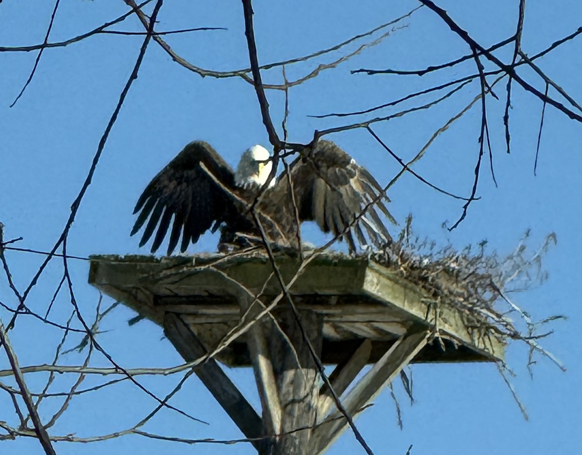 Bald Eagle - ML647204622