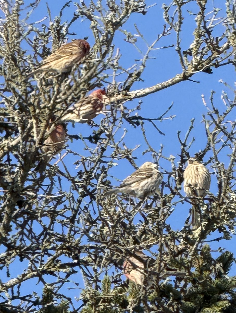 House Finch - ML647204627