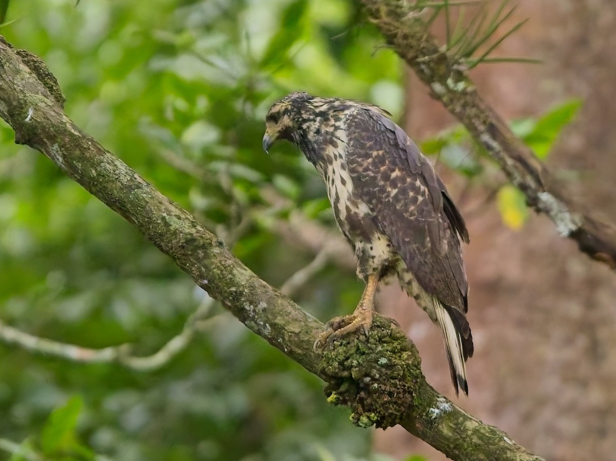 Common Black Hawk - ML647204630