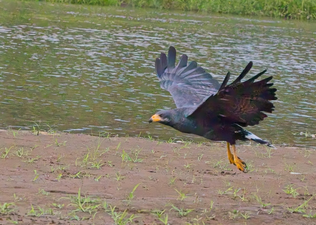 Common Black Hawk - ML647204631