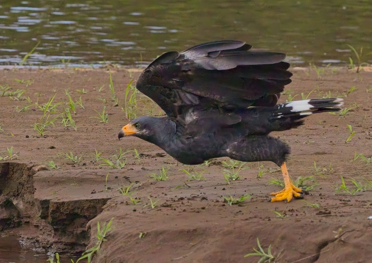 Common Black Hawk - ML647204632