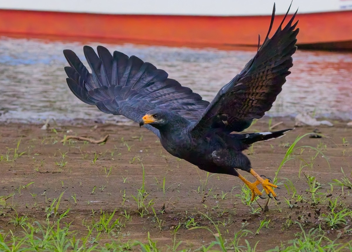 Common Black Hawk - ML647204633