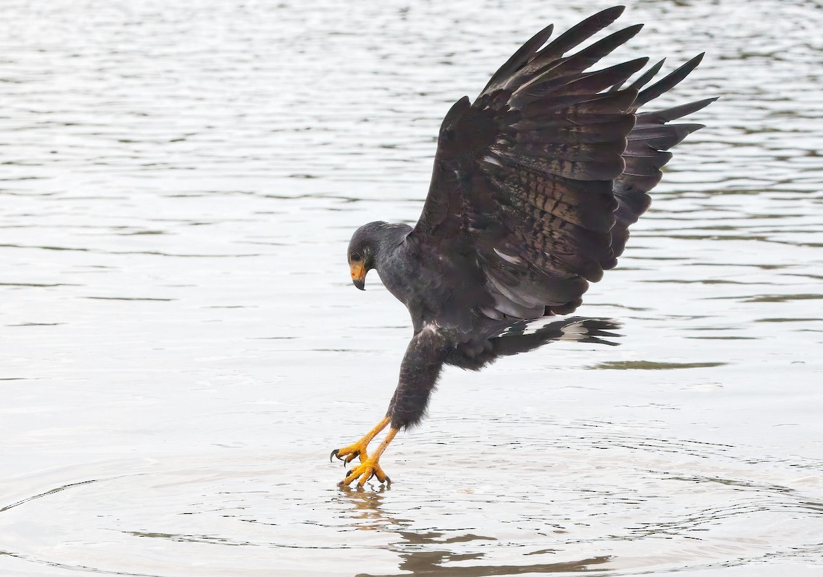 Common Black Hawk - ML647204634