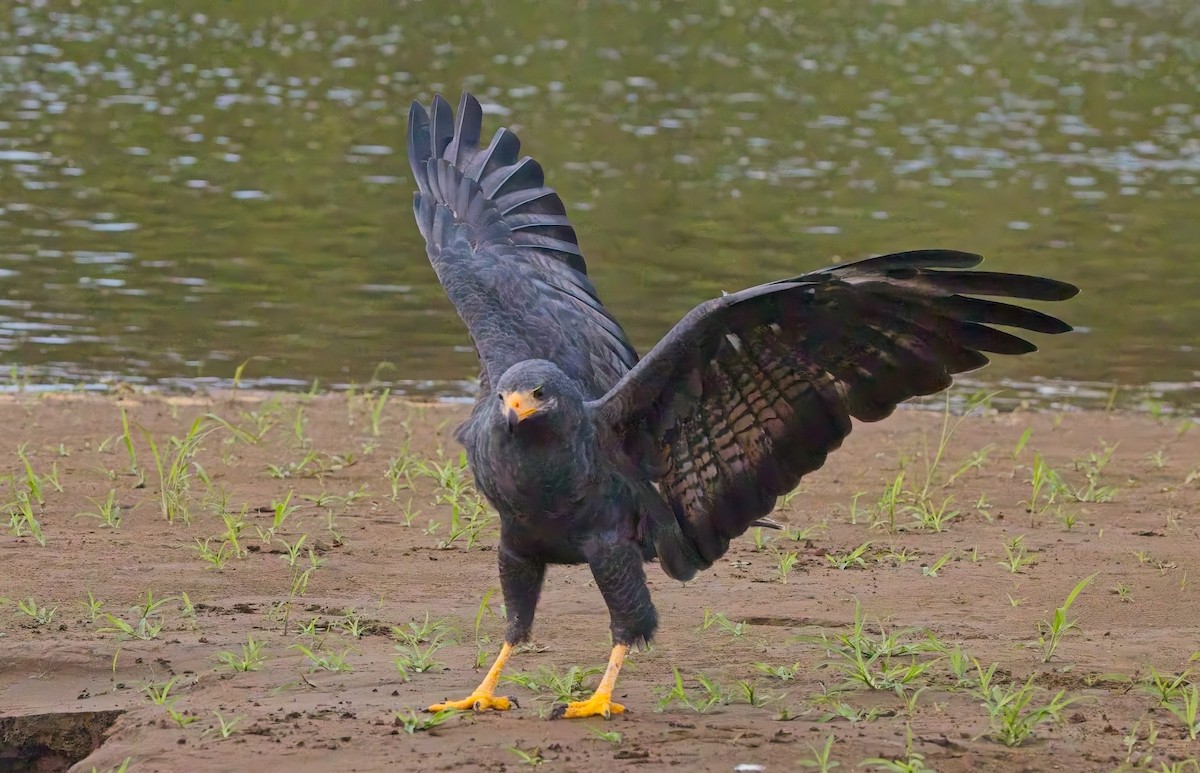 Common Black Hawk - ML647204635