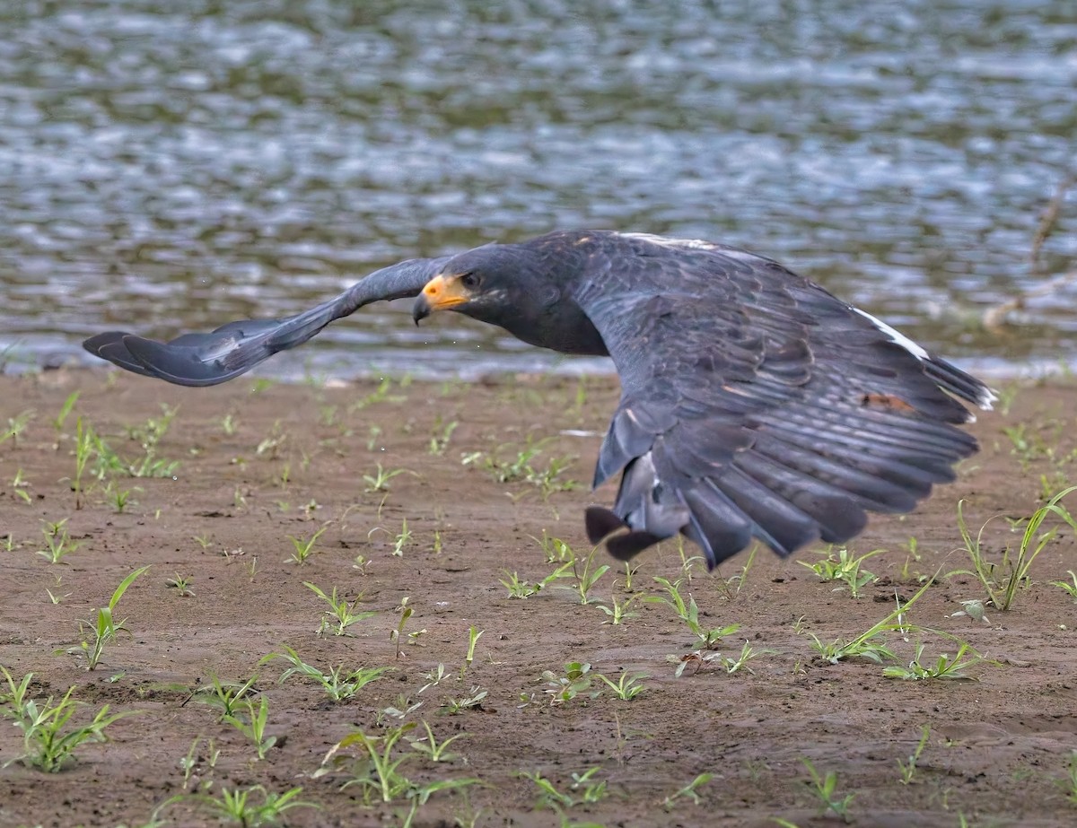 Common Black Hawk - ML647204636
