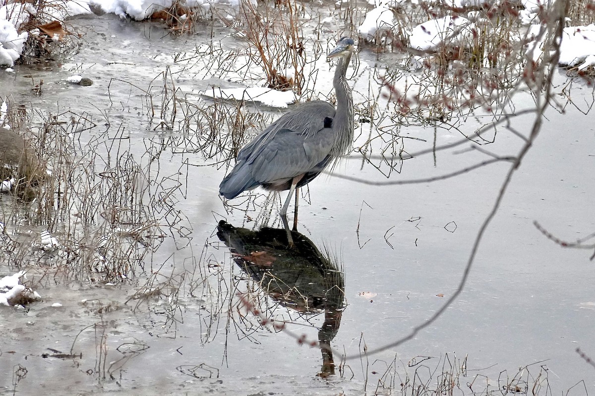 Great Blue Heron - ML647204641