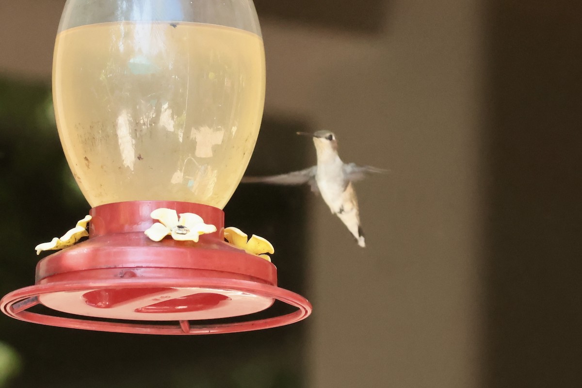 Colibri à gorge rubis - ML647204649