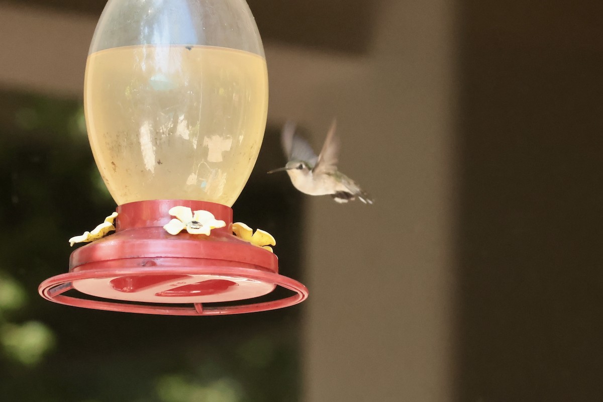 Colibri à gorge rubis - ML647204650