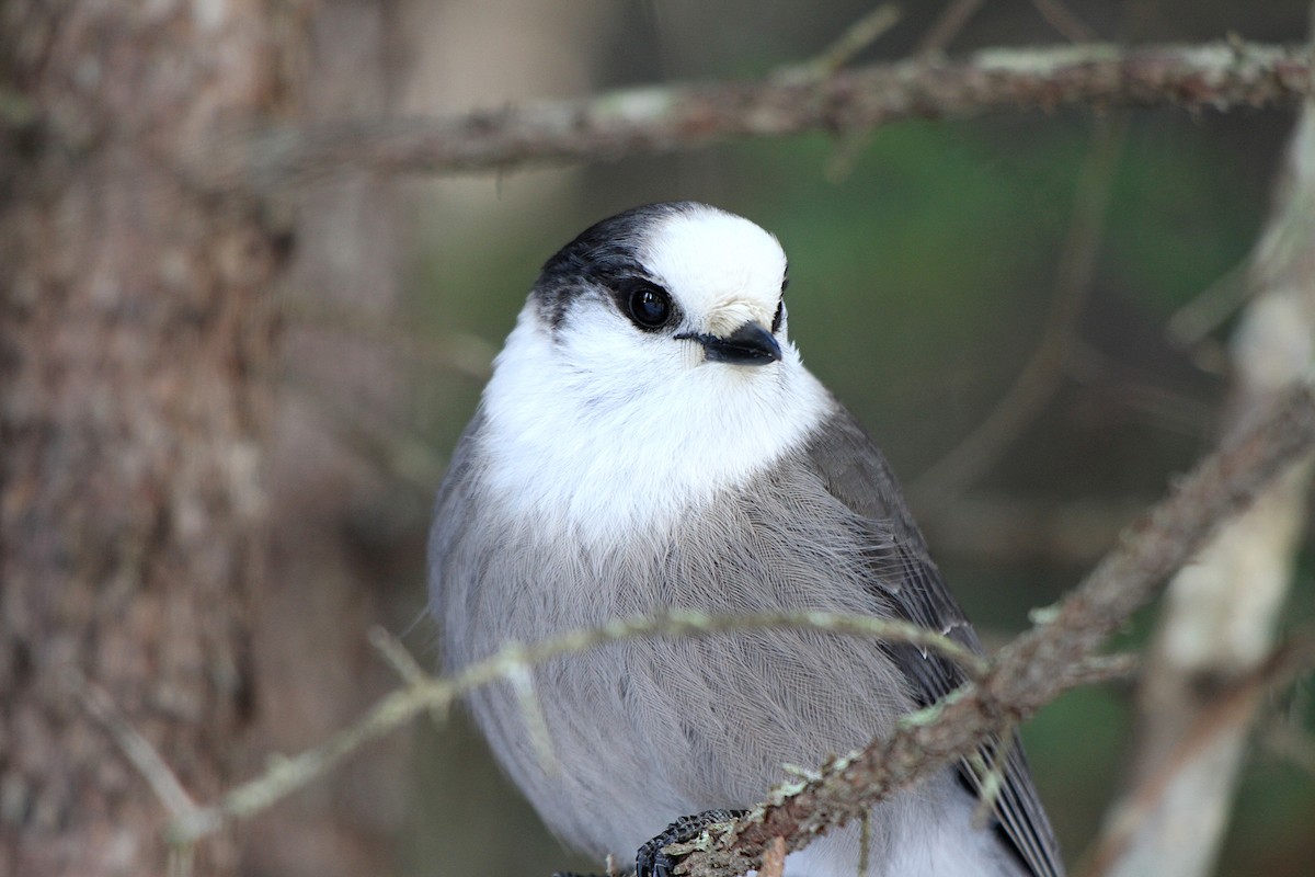 Canada Jay - ML647204654