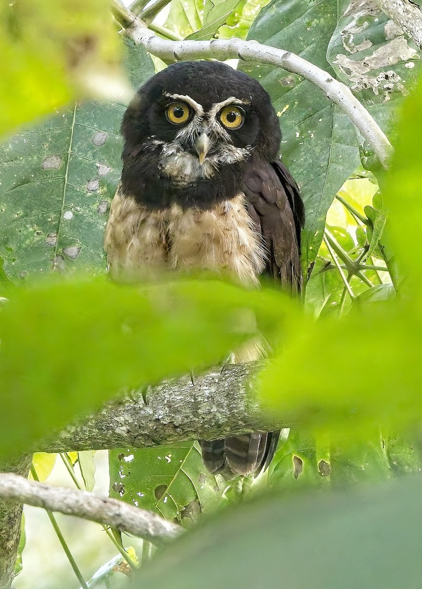 Spectacled Owl - ML647204655