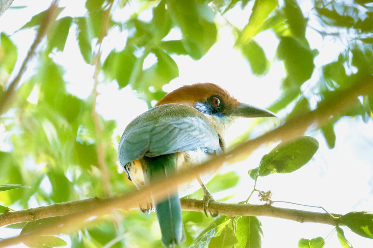 Russet-crowned Motmot - ML647204656