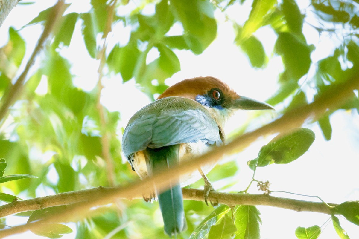 Russet-crowned Motmot - ML647204657