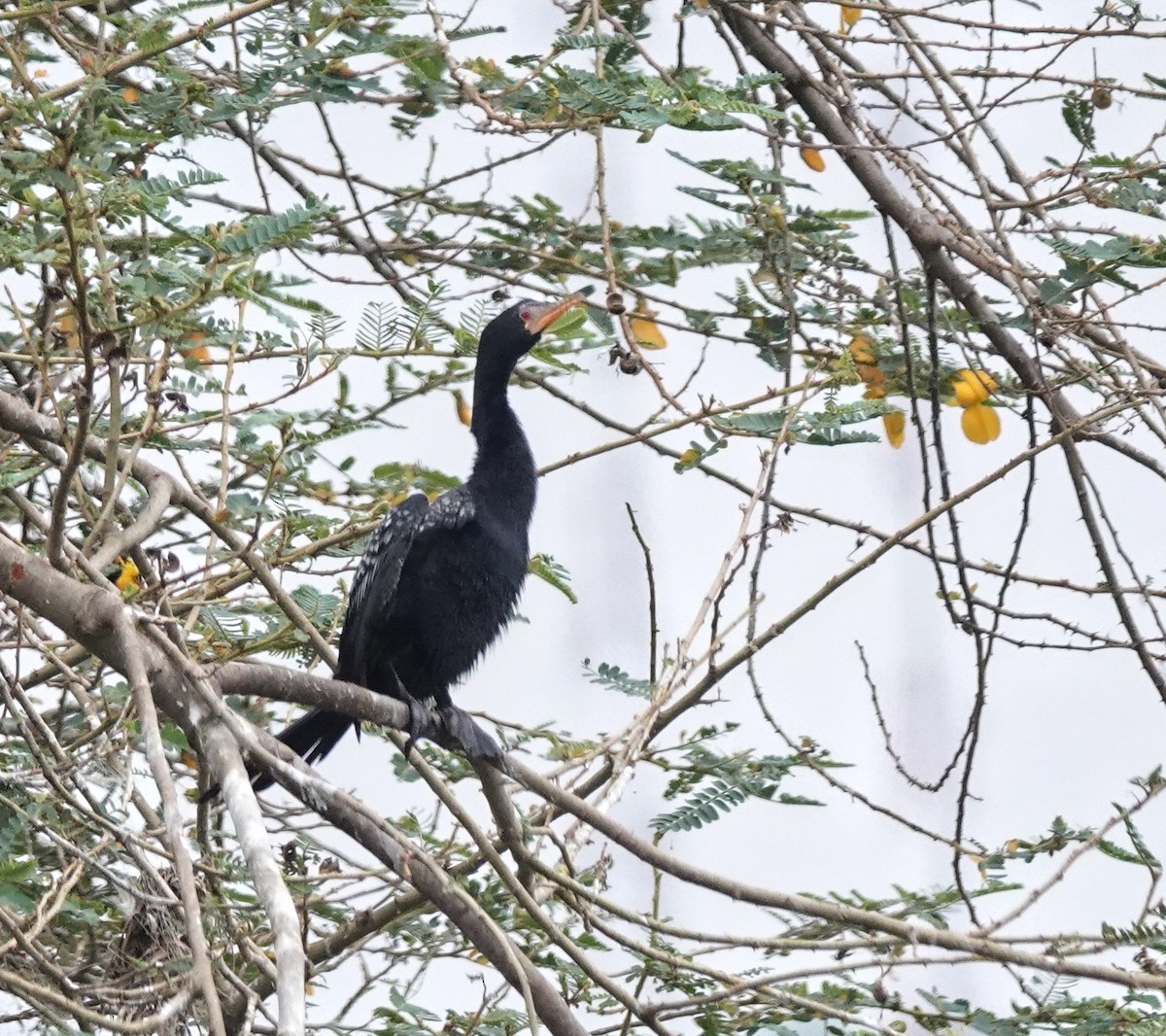 アフリカコビトウ - ML647204667