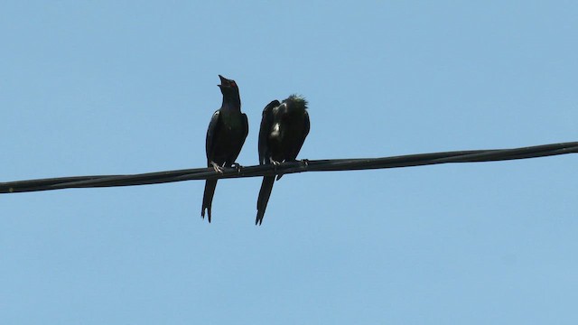 Metallic Starling (Metallic) - ML647204670