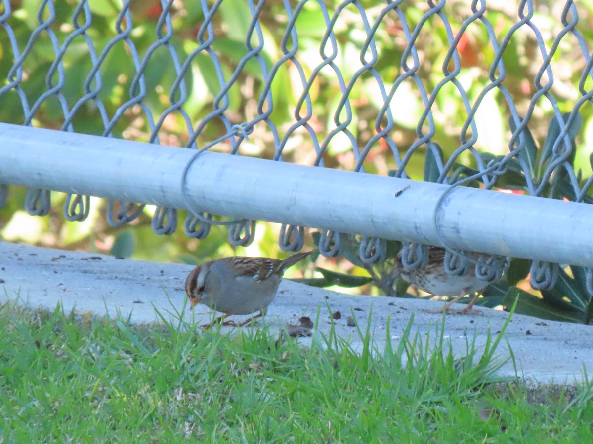White-crowned Sparrow (Gambel's) - ML647204676