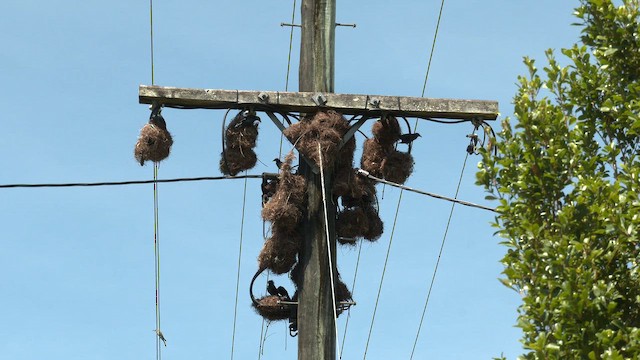 Metallic Starling (Metallic) - ML647204682