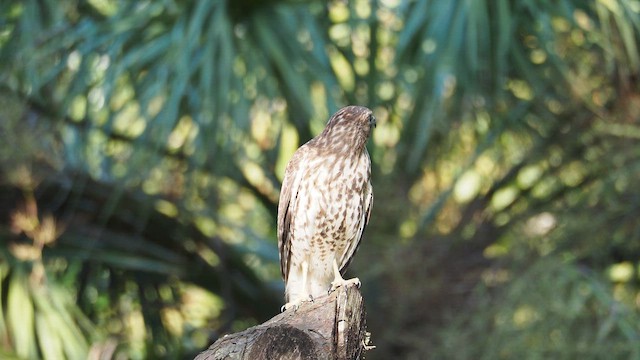 Red-shouldered Hawk - ML647204683