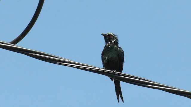 Metallic Starling (Metallic) - ML647204687