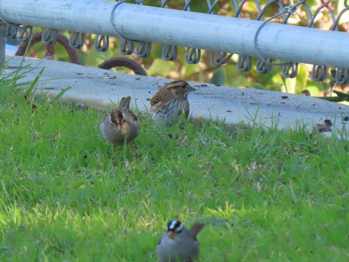 White-throated Sparrow - ML647204693