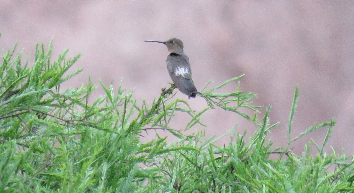 Giant Hummingbird - ML647204696