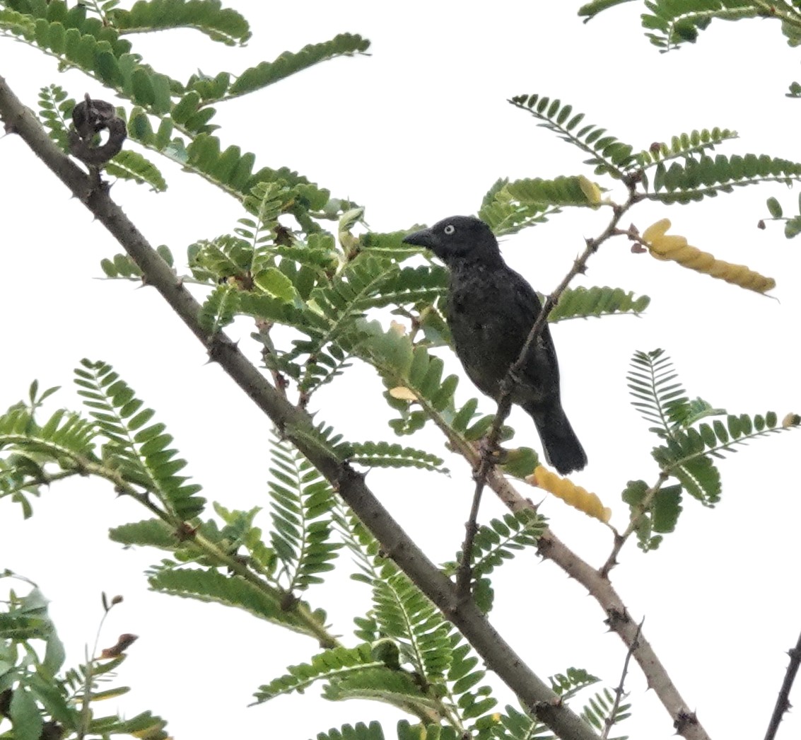 Vieillot's Black Weaver - ML647204706