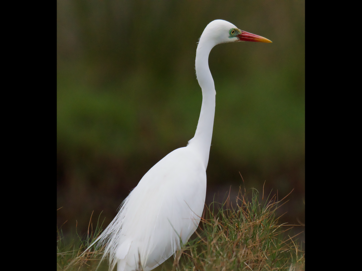 volavka půvabná - ML647204711