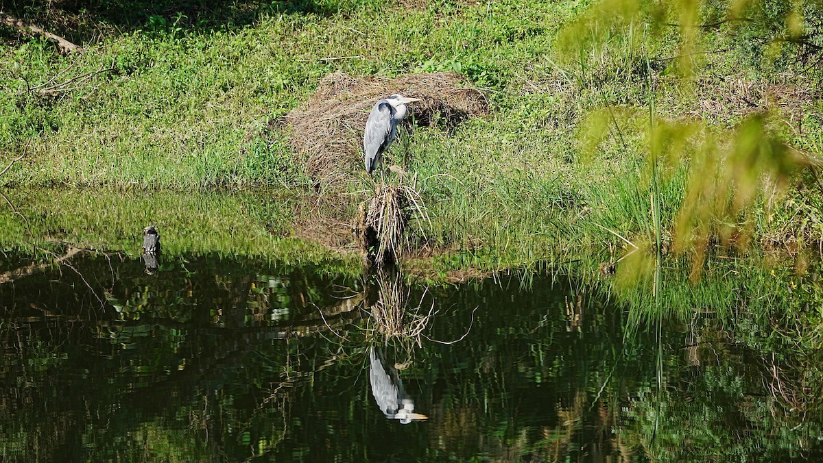 Airone cenerino - ML647204715