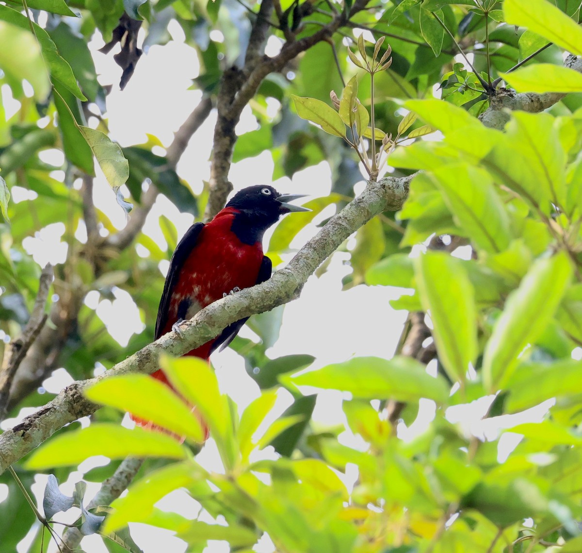 Maroon Oriole - ML647204718