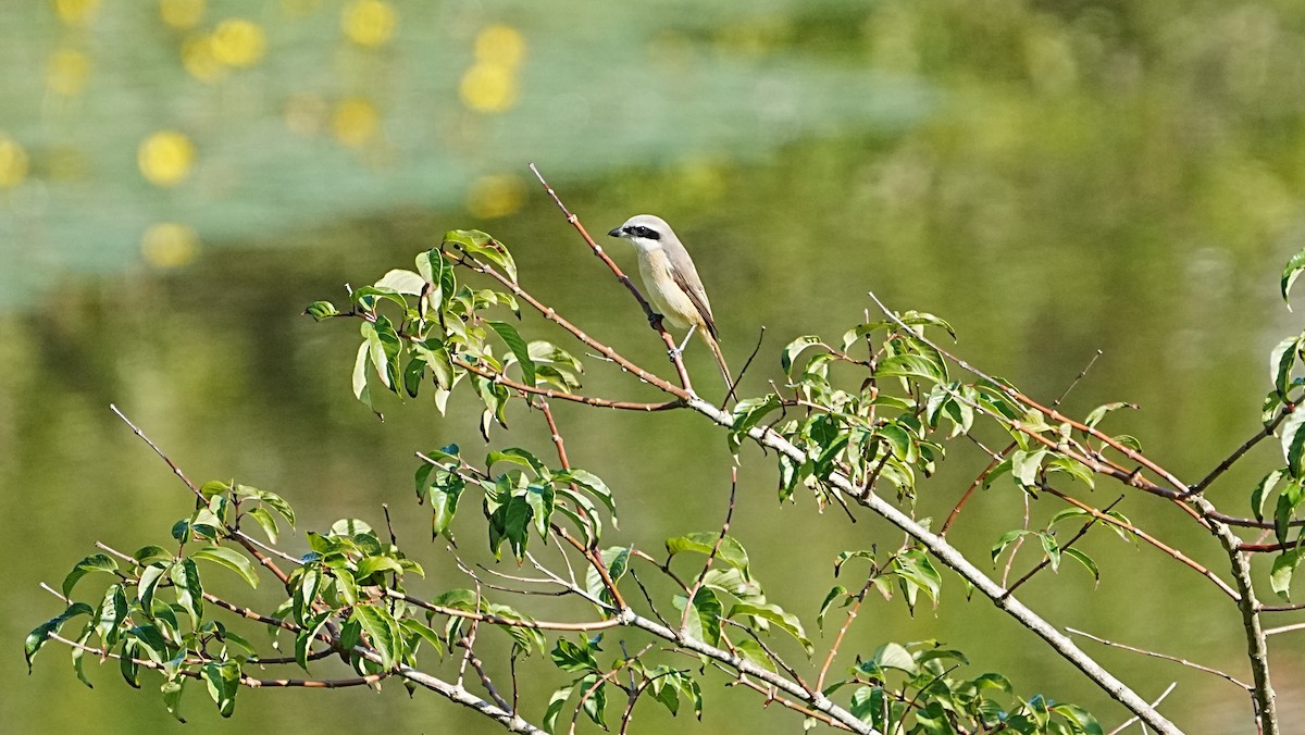 Brown Shrike (Philippine) - ML647204723