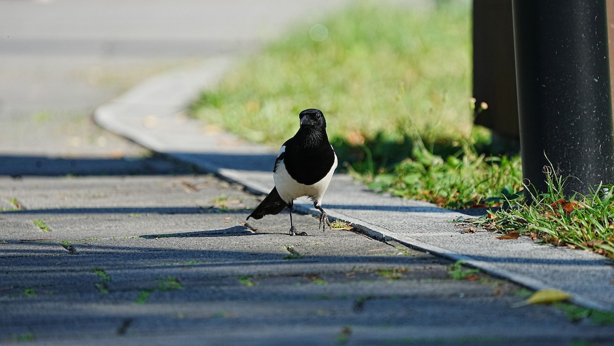 Oriental Magpie - ML647204731