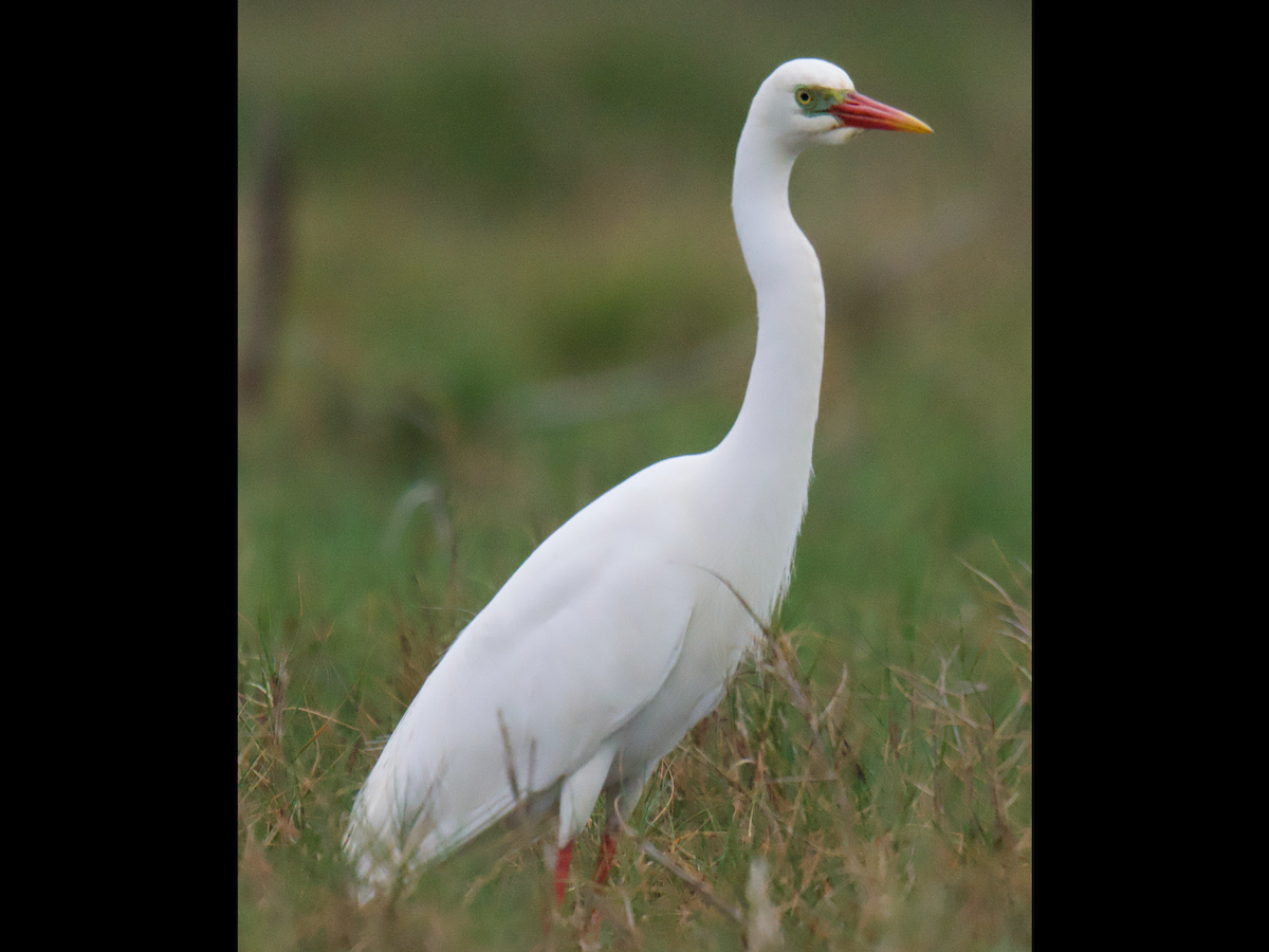 volavka půvabná - ML647204733