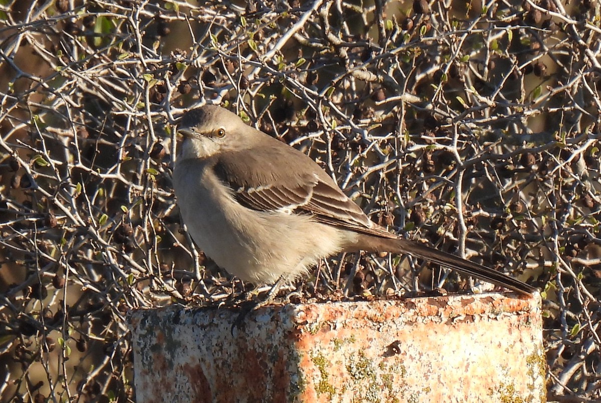 Northern Mockingbird - ML647204738
