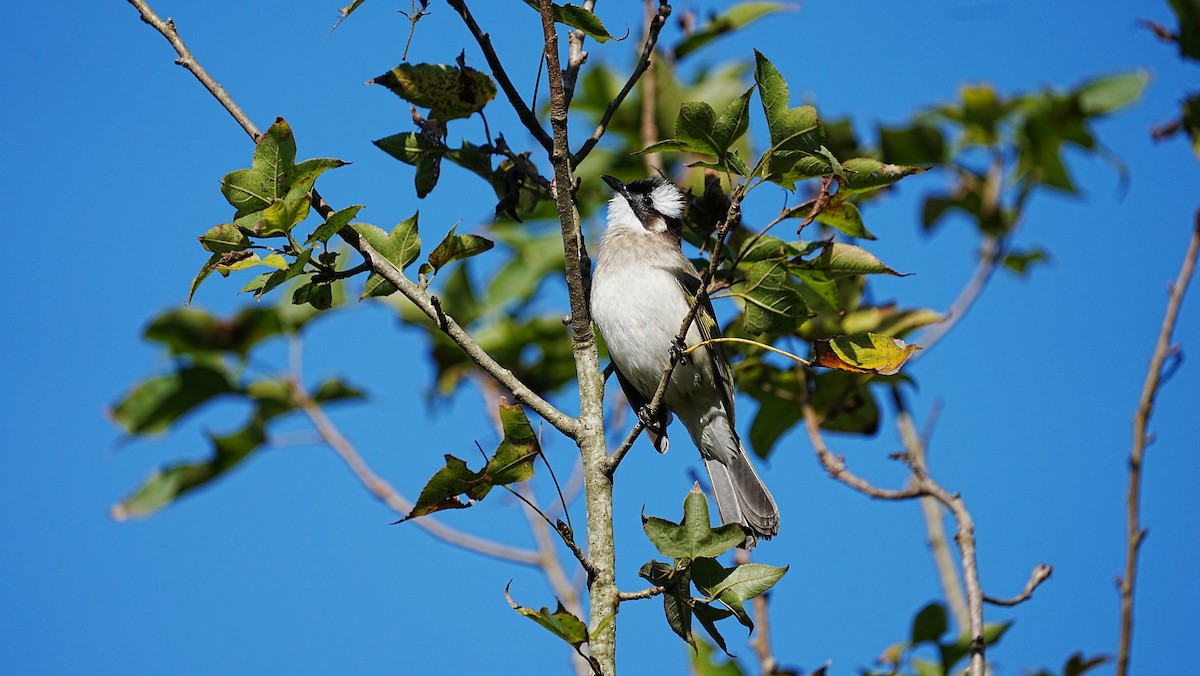 Light-vented Bulbul - ML647204739