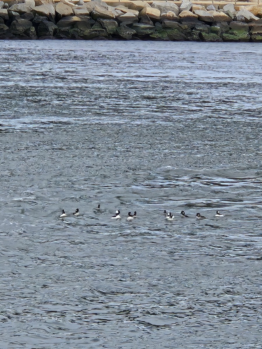 Гоголь-головастик - ML647204742